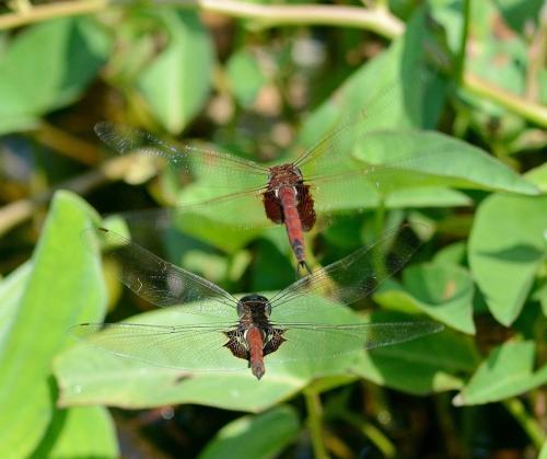 Réf. 231 231 : Tramea limbata